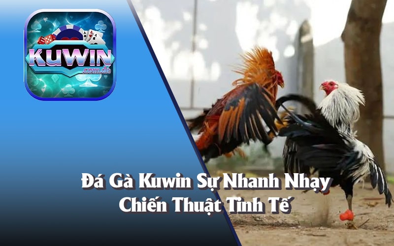 Đá Gà Kuwin Kiếm Tiền Hấp Dẫn - Thả Ga Trải Nghiệm Ngay