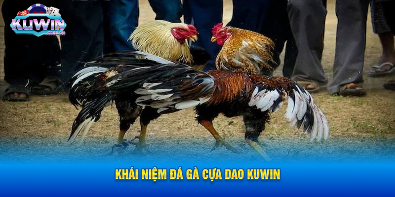 Khái niệm đá gà cựa dao KUWIN