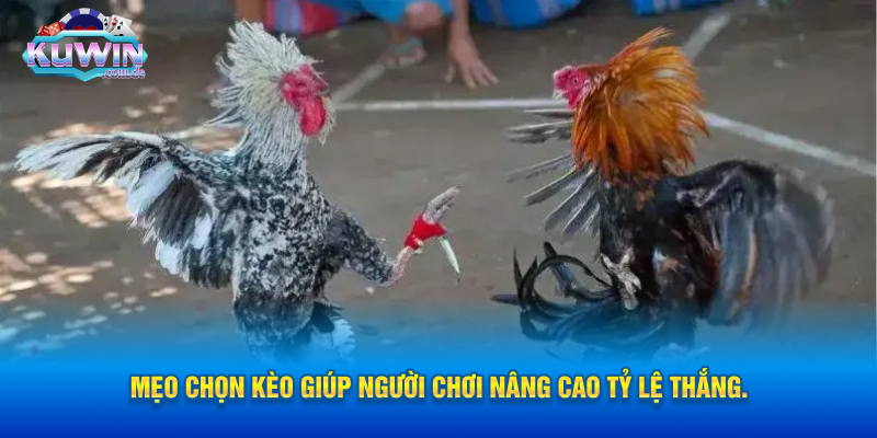 Mẹo chọn kèo giúp người chơi nâng cao tỷ lệ thắng.